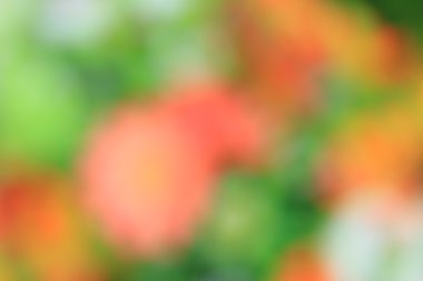 bulanık çiçek arka plan