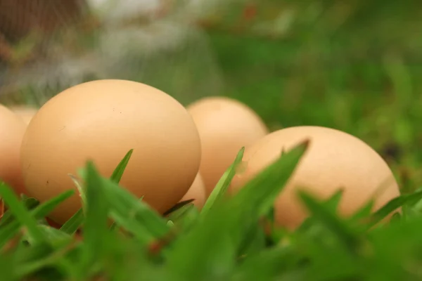 Huevos de Pascua vintage — Foto de Stock