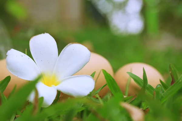 Uova di Pasqua vintage — Foto Stock