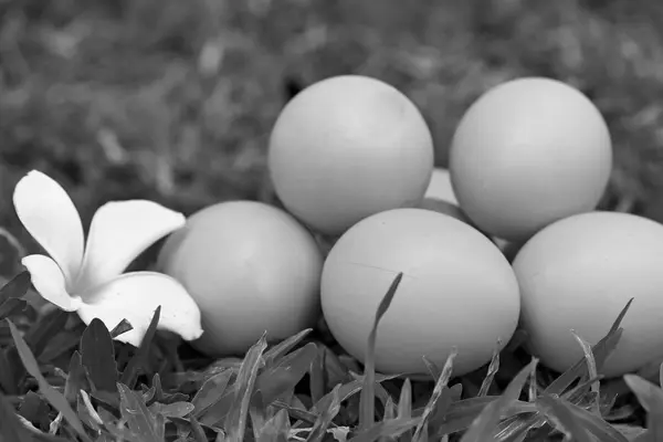 Урожай великодні яйця — стокове фото