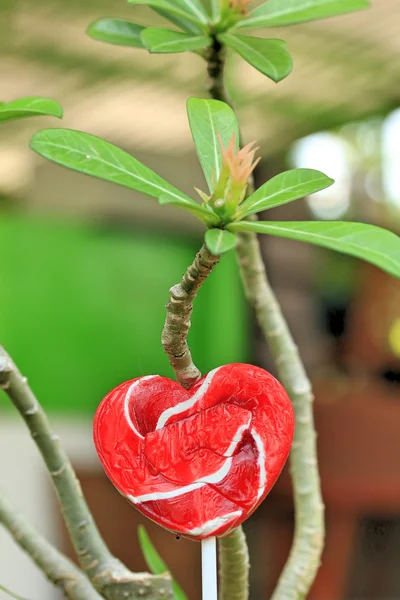 Bonbons coeurs de valentines — Photo