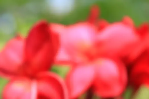 ぼけの花背景 — ストック写真