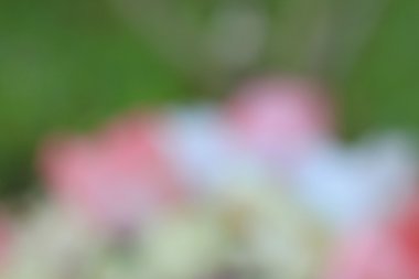 bulanık güzel çiçekler 