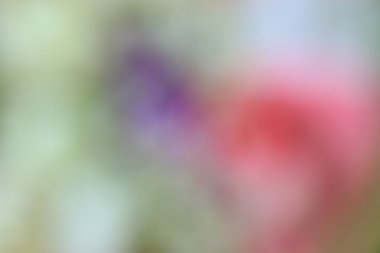 bulanık güzel çiçekler 