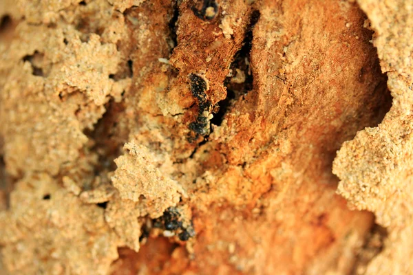 Termitas en el árbol — Foto de Stock