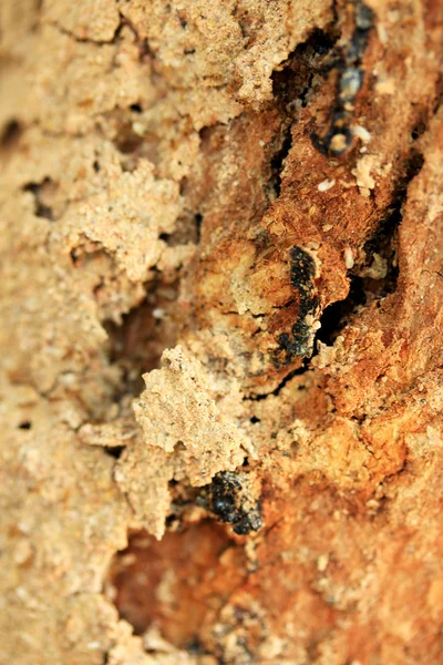 Termitas en el árbol —  Fotos de Stock