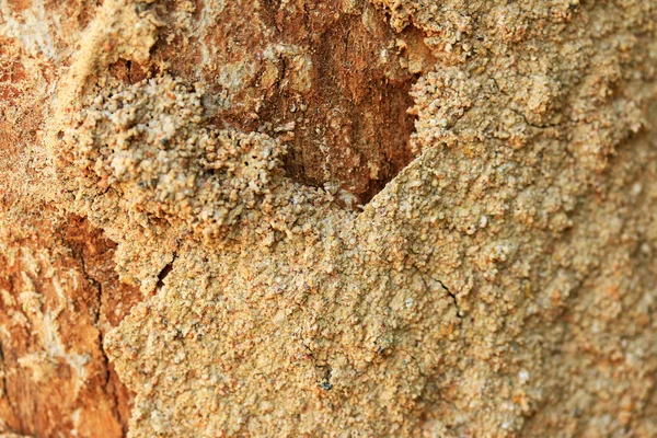 Termitas en el árbol — Foto de Stock