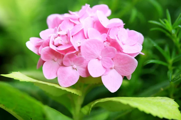 Hortensia's bloemen — Stockfoto