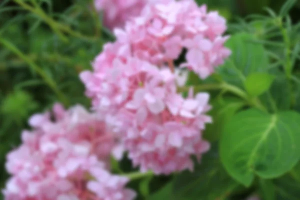 Hydrangeas flowers — Stock Photo, Image