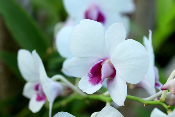 Винтажные цветы орхидеи — стоковое фото