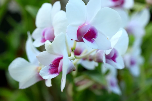 Orchid blomster vintage - Stock-foto
