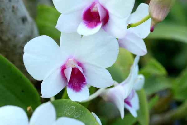 Orchidee blüht Jahrgang — Stockfoto