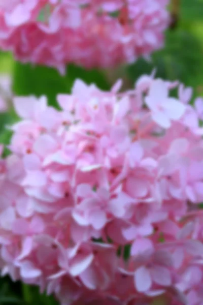 Hortensias flores — Foto de Stock