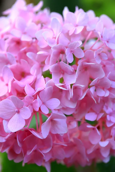 Hortensias flores — Foto de Stock