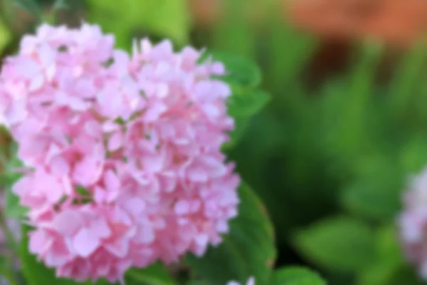 Kwiaty hortensji — Zdjęcie stockowe