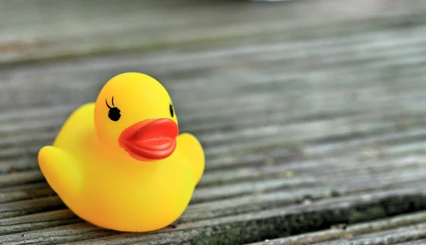 Sarı plastik ördek — Stok fotoğraf