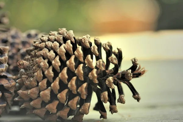 Pine cone — Stock Photo, Image