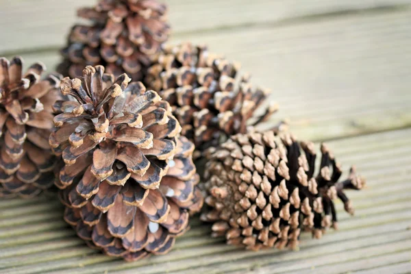 Pine cone — Stock Photo, Image