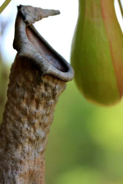 Verschwommene Hintergrundstruktur — Stockfoto