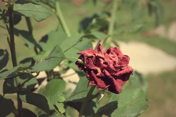 Růže vinobraní — Stock fotografie