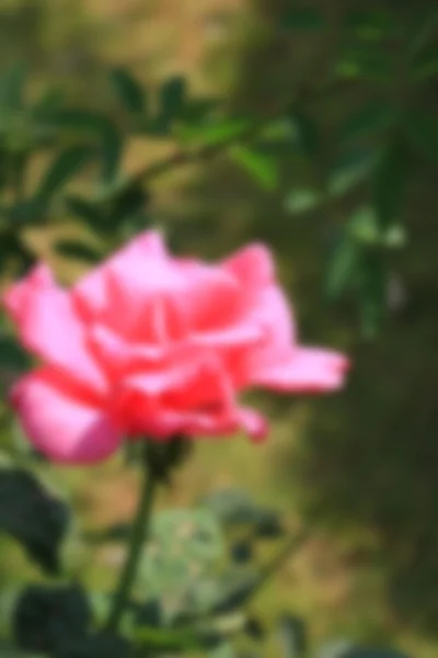 Rosenjahrgang — Stockfoto