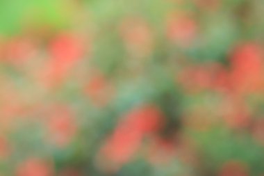 Bulanık çiçek arka plan