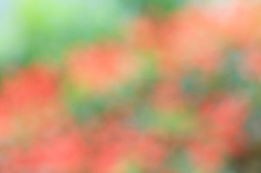 Bulanık çiçek arka plan