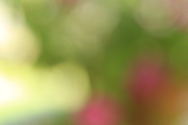 Bulanık çiçek arka plan