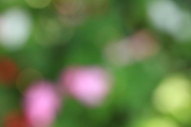 Bulanık çiçek arka plan