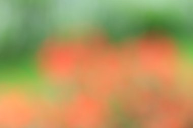 Bulanık çiçek arka plan