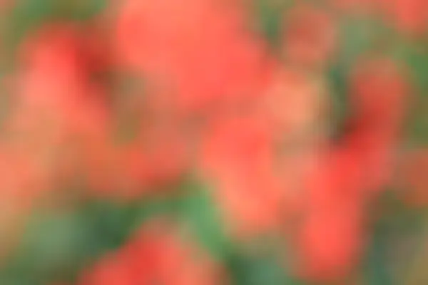 Wazig bloem achtergrond — Stockfoto