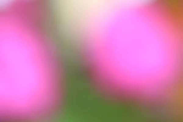 흐리게 꽃 배경 — 스톡 사진