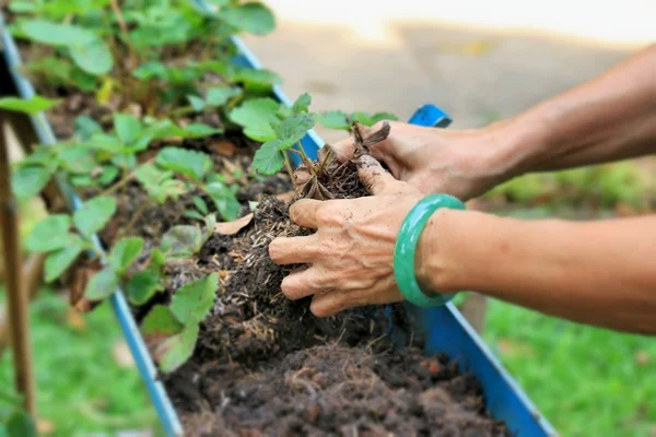 Women wear jade bracelets planting strawberry seedlings. — Stock Photo, Image