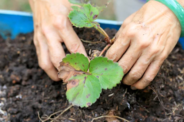 Women wear jade bracelets planting strawberry seedlings. — Stock Photo, Image