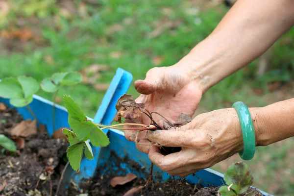 Las mujeres usan pulseras de jade plantando plántulas de fresa . —  Fotos de Stock