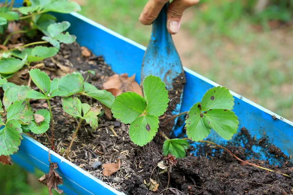 Strawberry leaves — Stock Photo, Image