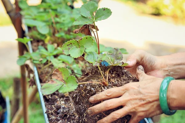 Women wear jade bracelets planting strawberry seedlings. — Stock Photo, Image