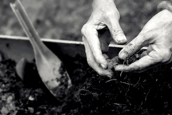 Women wear jade bracelets planting strawberry seedlings. — Stock Photo, Image