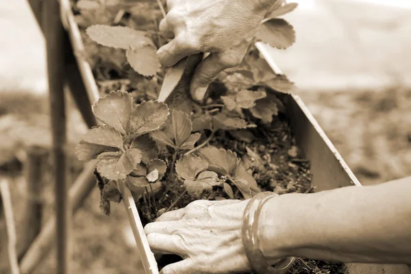 Women wear jade bracelets planting strawberry seedlings. — Stock Photo, Image