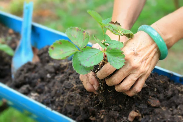 Kadınlar çilek fide dikim yeşim bilezikleri.