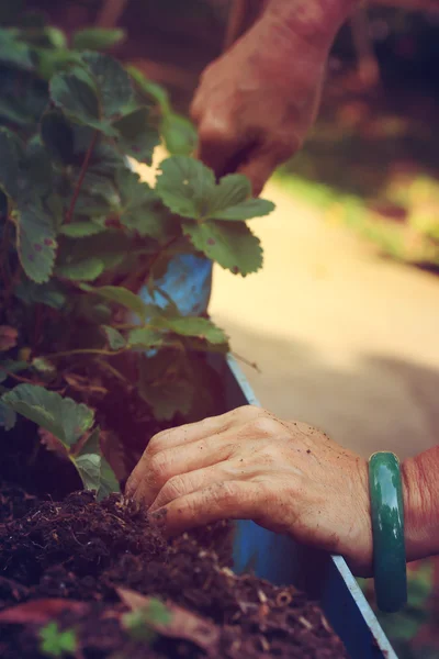 Women wear jade bracelets planting strawberry seedlings. — Stock Photo, Image