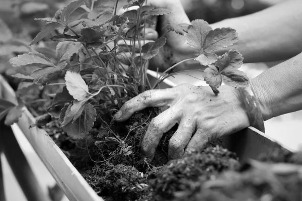 Las mujeres usan pulseras de jade plantando plántulas de fresa . —  Fotos de Stock