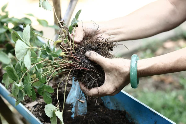 Women wear jade bracelets planting strawberry seedlings. — Stock Photo, Image