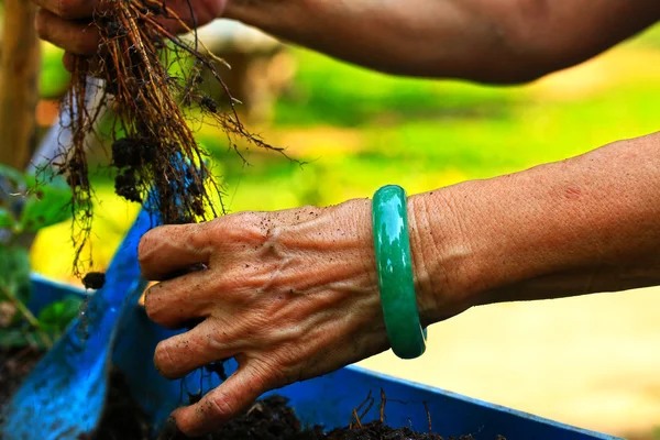 Las mujeres usan pulseras de jade plantando plántulas de fresa . —  Fotos de Stock