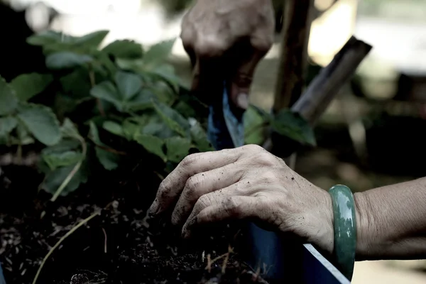 Women wear jade bracelets planting strawberry seedlings. — Stock Photo, Image