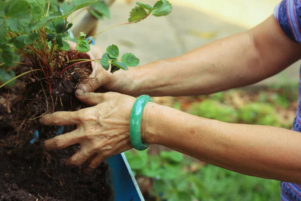 Las mujeres usan pulseras de jade plantando plántulas de fresa . —  Fotos de Stock