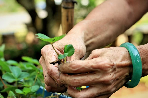 Women wear jade bracelets planting strawberry seedlings. — Stock Photo, Image