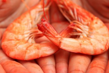 Izgara karides Barbekü