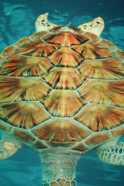 deniz kaplumbağası