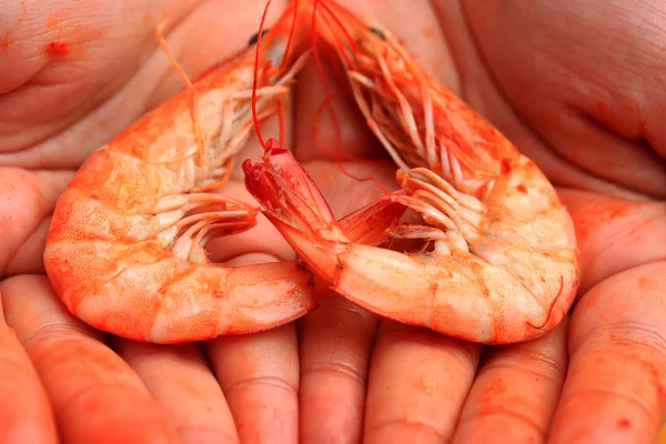 Grill shrimp bbq — Stock Photo, Image